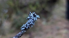 Hypogymnia