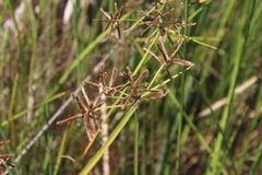 Cyperus longus