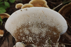 Trametes polyzona