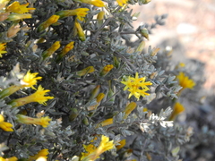 Pteronia glauca