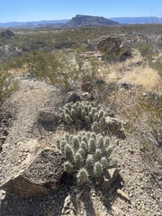 Echinocereus enneacanthus enneacanthus