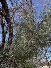 Condalia warnockii