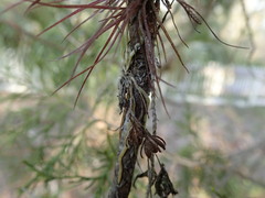 Dendrophylax porrectus