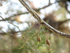 Dendrophylax porrectus