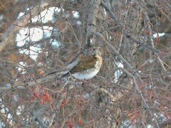 Turdus pilaris