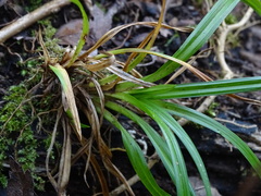 Carex sylvatica