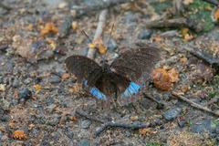 Lexias dirtea