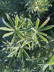 Lupinus arboreus