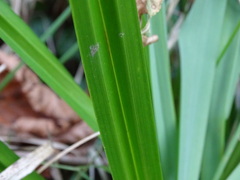 Carex pendula