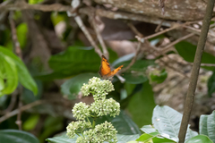 Vagrans sinha