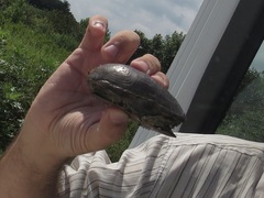 Kinosternon subrubrum subrubrum