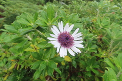 Macrolearia chathamica