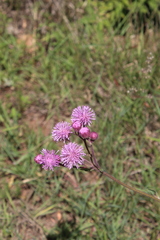 Campuloclinium macrocephalum