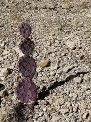 Opuntia azurea