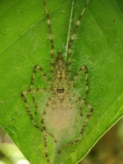 Pandercetes