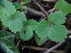Potentilla sterilis