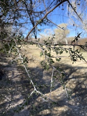 Condalia warnockii