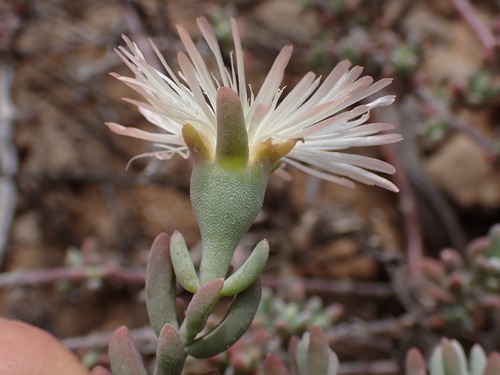 Mesembryanthemum splendens