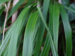 Brachypodium sylvaticum