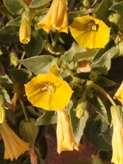Physalis crassifolia infundibularis