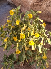 Physalis crassifolia infundibularis