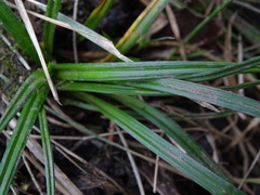 Carex sylvatica