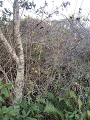 Ribes sanguineum