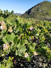 Arctostaphylos montaraensis