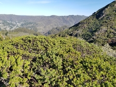 Arctostaphylos montaraensis