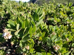 Arctostaphylos montaraensis