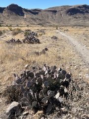 Opuntia azurea