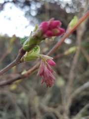 Ribes sanguineum