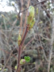 Ribes sanguineum