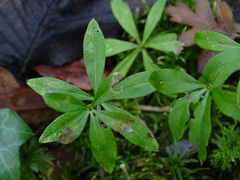 Galium odoratum