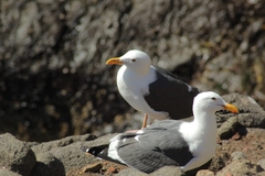 Larus occidentalis