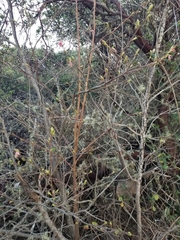 Ribes sanguineum