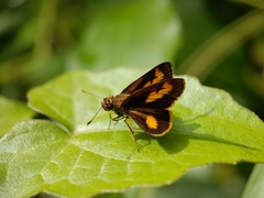 Oriens paragola