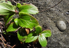 Eupatorium hualienense
