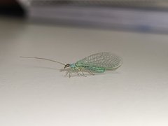 Pseudomallada subcostalis