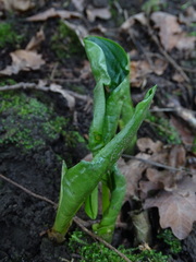 Arum maculatum