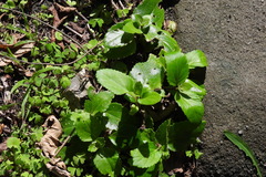 Eupatorium hualienense