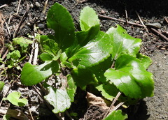 Eupatorium hualienense