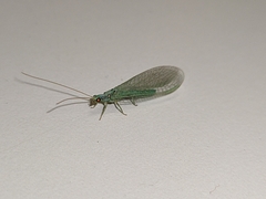 Pseudomallada subcostalis
