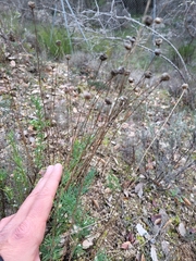 Santolina rosmarinifolia