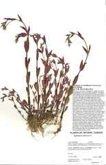 Epilobium lactiflorum