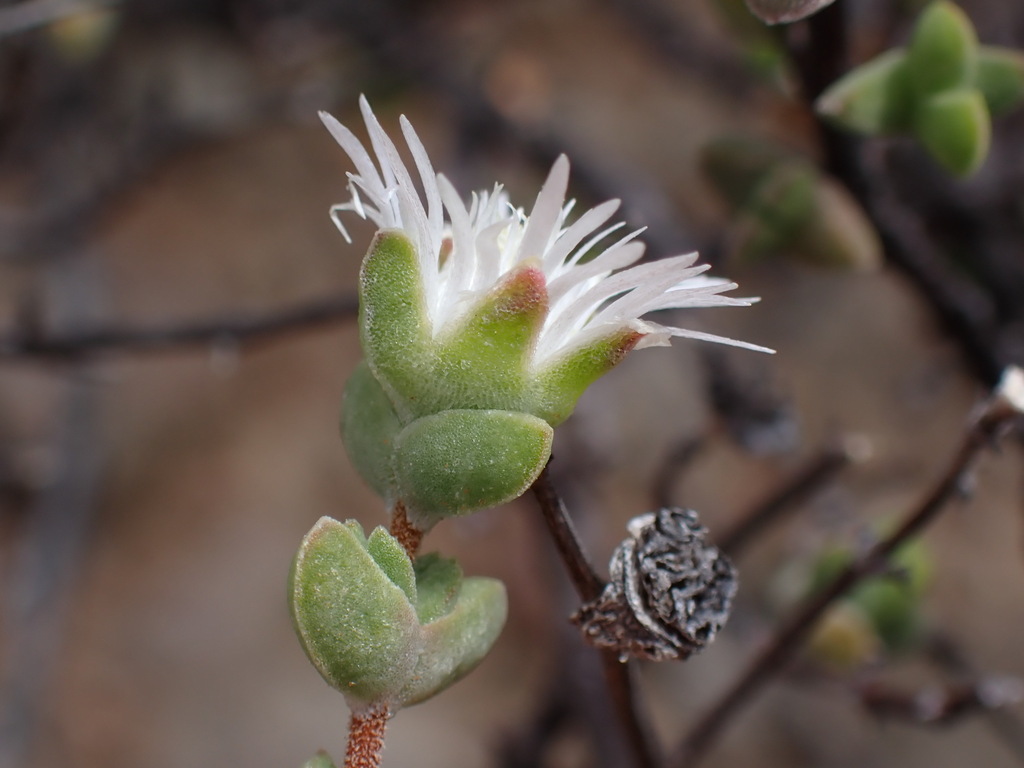 Drosanthemum praecultum 2