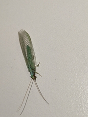 Pseudomallada subcostalis