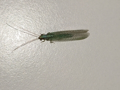 Pseudomallada subcostalis