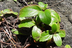 Eupatorium hualienense