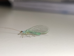 Pseudomallada subcostalis